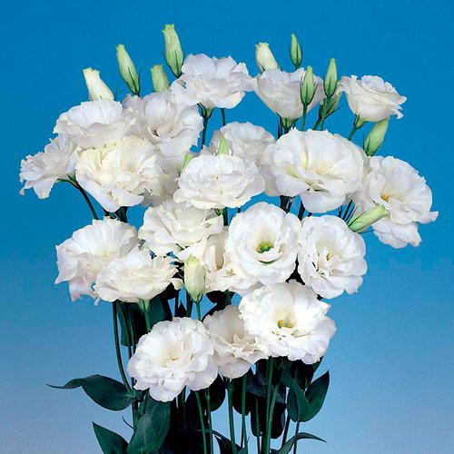 Lisianthus Echo blanc pur - EUSTOMA GRANDIFLORUM