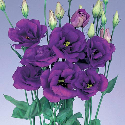 Lisianthus Echo bleu foncé - EUSTOMA GRANDIFLORUM