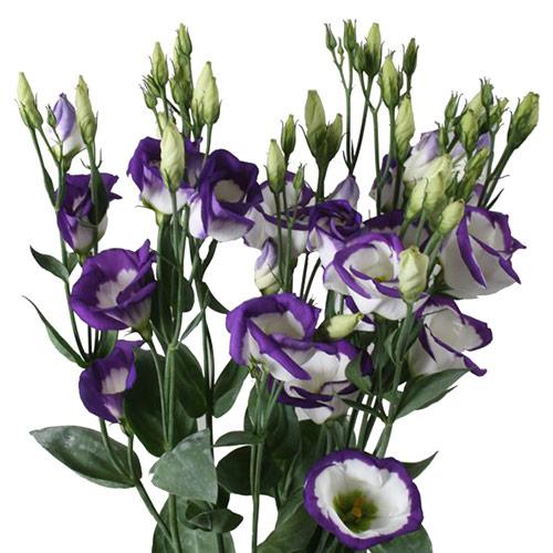 Lisianthus Echo picoté bleu - EUSTOMA GRANDIFLORUM