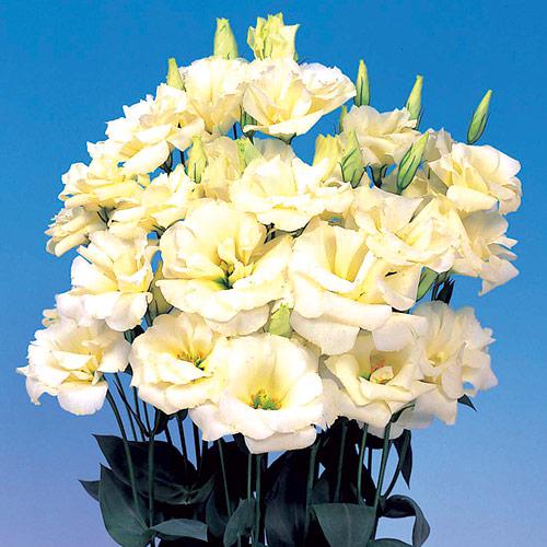 Lisianthus Echo jaune - EUSTOMA GRANDIFLORUM