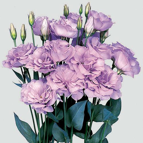Lisianthus Echo rose lavande - EUSTOMA GRANDIFLORUM