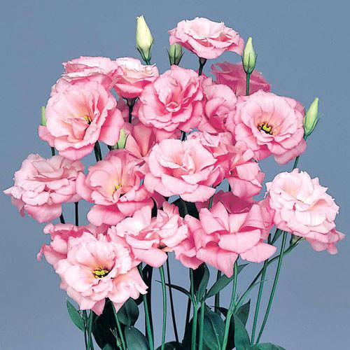 Lisianthus Echo rose pâle - EUSTOMA GRANDIFLORUM