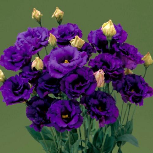 Lisianthus Echo violet - EUSTOMA GRANDIFLORUM