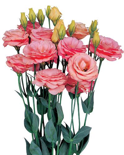 Plant de lisianthus Rosita apricot 2 - EUSTOMA GRANDIFLORUM