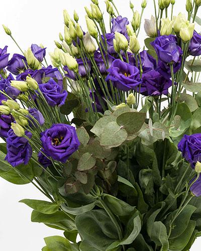 Plant de lisianthus Rosita blue 2 - EUSTOMA GRANDIFLORUM