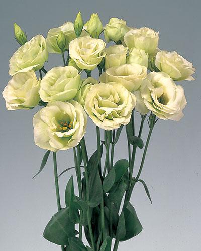Plant de lisianthus Rosita green 1 - EUSTOMA GRANDIFLORUM