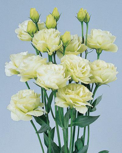 Plant de lisianthus Rosita green Imp. 2 - EUSTOMA GRANDIFLORUM