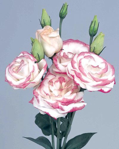 Plant de lisianthus Rosita hot Lips 2 - EUSTOMA GRANDIFLORUM