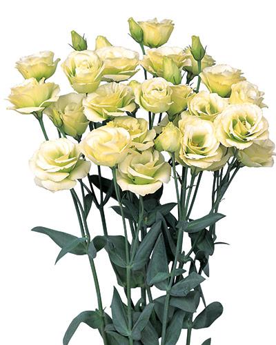 Plant de lisianthus Rosita jade 2 - EUSTOMA GRANDIFLORUM