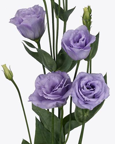Plant de lisianthus Rosita lavender 3 - EUSTOMA GRANDIFLORUM