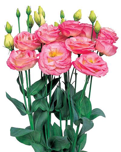 Plant de lisianthus Rosita misty pink 2 - EUSTOMA GRANDIFLORUM