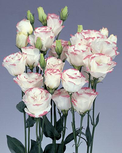 Plant de lisianthus Rosita pink picotee 1 - EUSTOMA GRANDIFLORUM