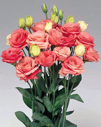Plant de lisianthus Rosita rose pink 2 - EUSTOMA GRANDIFLORUM
