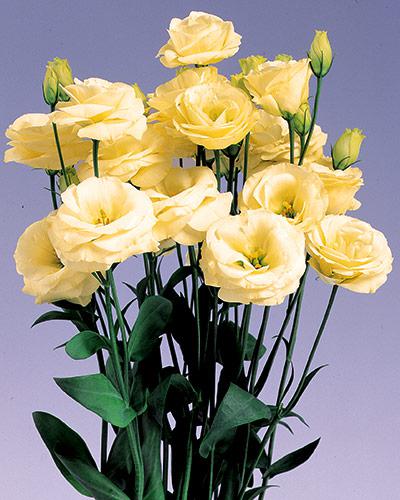Plant de lisianthus Rosita yellow 3 - EUSTOMA GRANDIFLORUM