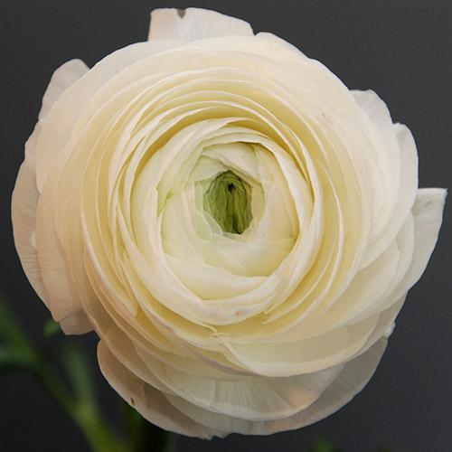 White Amandine Ranunculus - RANUNCULUS ASIATICUS