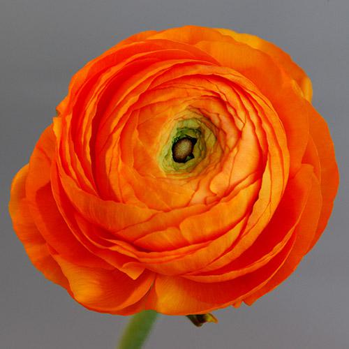 Orange Amandine Ranunculus - RANUNCULUS ASIATICUS