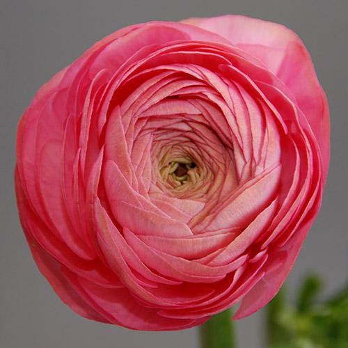 Rose Amandine Ranunculus - RANUNCULUS ASIATICUS