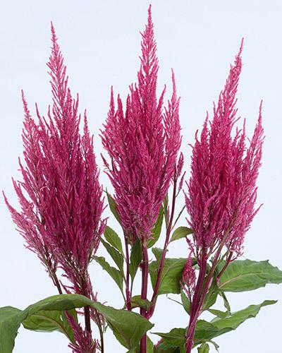 Pink Century Celosia - CELOSIA PLUMOSA