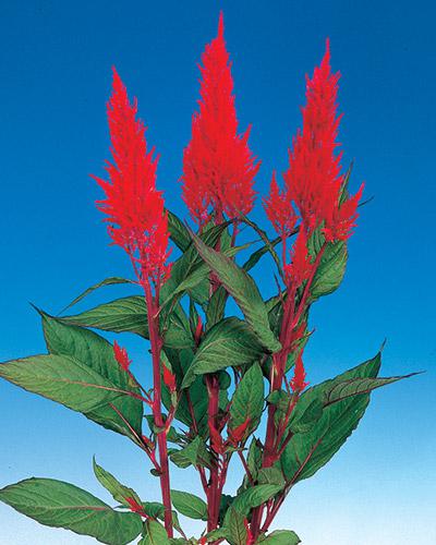 Red with red leaves Century Celosia - CELOSIA PLUMOSA