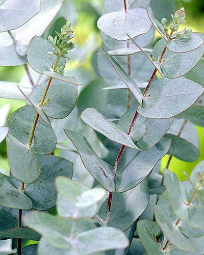 Gunni Eucalyptus - EUCALYPTUS