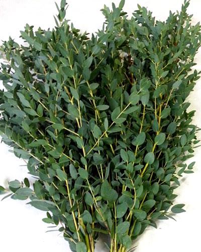Parvifolia Eucalyptus - EUCALYPTUS