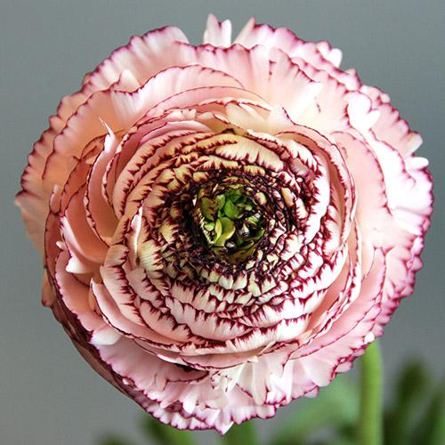 Rose Picotee Friandine Ranunculus 11073 - RANUNCULUS ASIATICUS