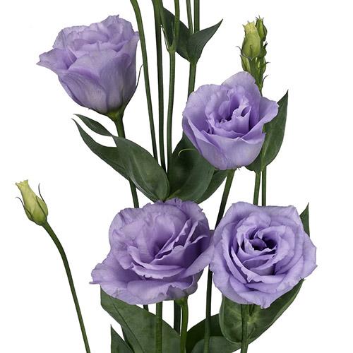 Lavender Rosita Lisianthus - EUSTOMA GRANDIFLORUM