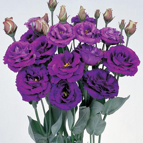 Purple Rosita Lisianthus - EUSTOMA GRANDIFLORUM
