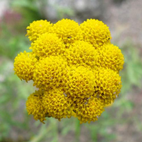 Flower seed Lonas inodora yellow