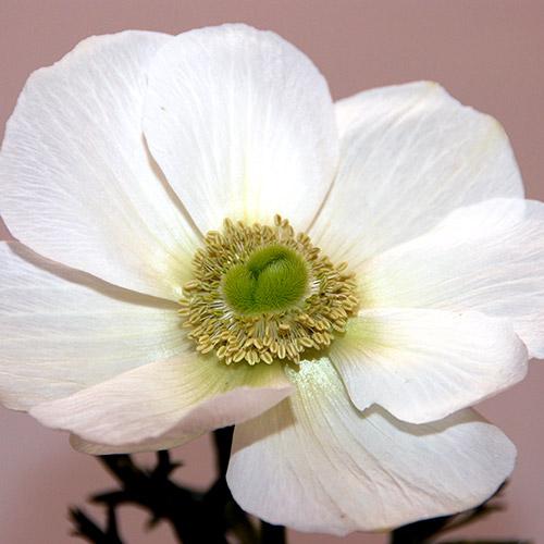 Pure White Anemone Marianne - ANEMONA CORONARIA