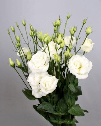 White 1 Alissa Lisianthus plant - EUSTOMA GRANDIFLORUM