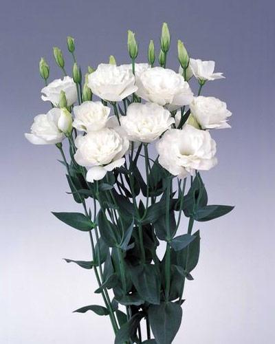 White 0 Borealis Lisianthus Plant - EUSTOMA GRANDIFLORUM