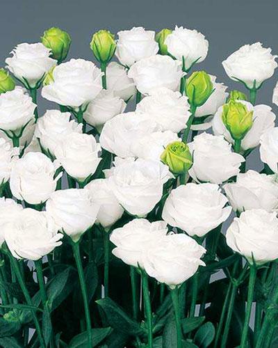 White 1 Doublini Lisianthus Plant - EUSTOMA GRANDIFLORUM