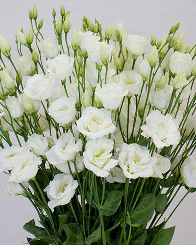 Pure White 3 Excalibur Lisianthus Plant - EUSTOMA GRANDIFLORUM