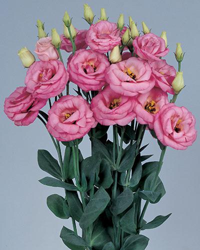 Pink 1 Rosita Lisianthus Plant - EUSTOMA GRANDIFLORUM