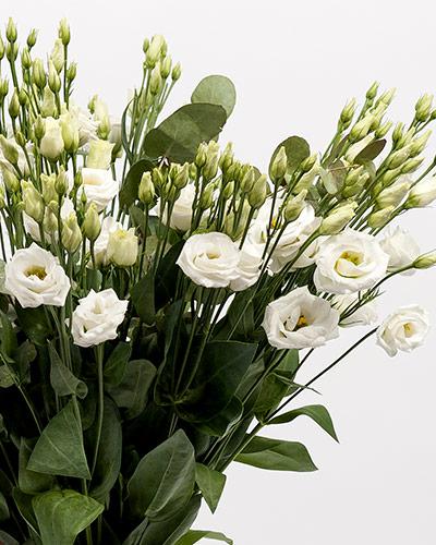 Pure White 3 Rosita Lisianthus Plant - EUSTOMA GRANDIFLORUM
