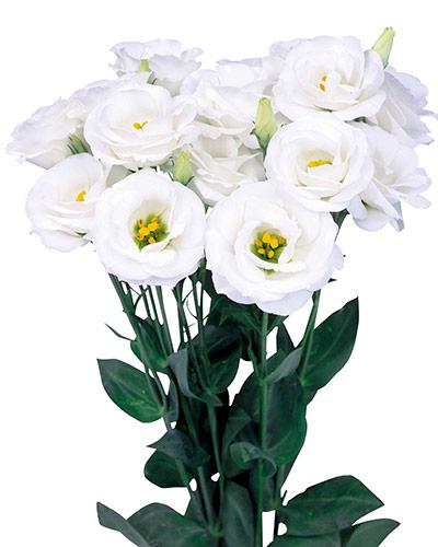 White 1 Rosita Lisianthus Plant - EUSTOMA GRANDIFLORUM