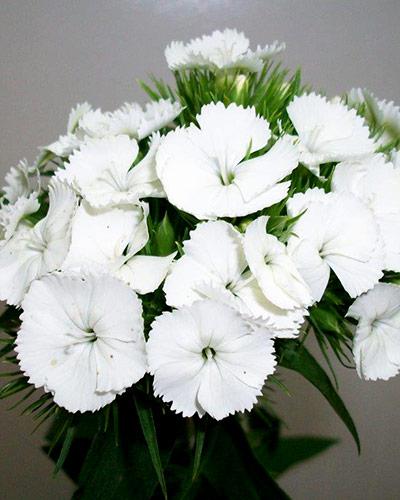 White Dianthus Plant - DIANTHUS BARBATUS
