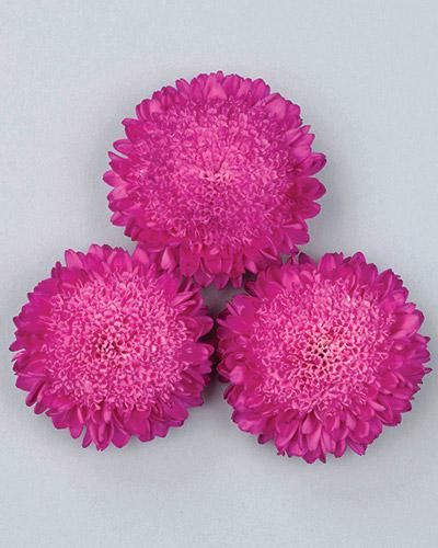 Pink Bonita Callistephus - CALLISTEPHUS CHINENSIS