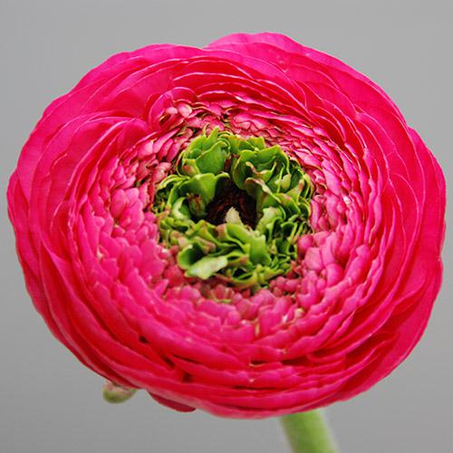 Rose Reinette Ranunculus - RANUNCULUS ASIATICUS
