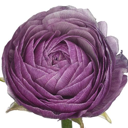 Purple Jean Amandine Ranunculus - RANUNCULUS ASIATICUS