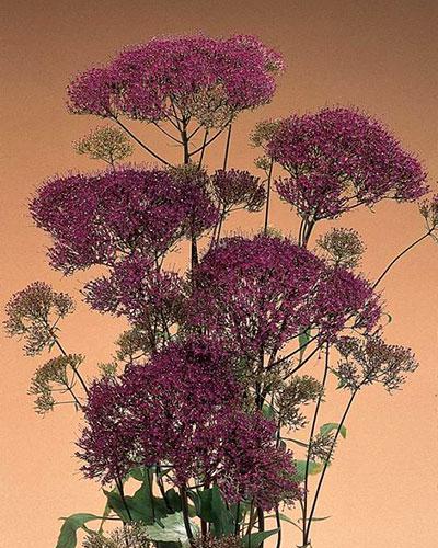 Lake Michigan Purple Trachelium - TRACHELIUM CAERULEUM