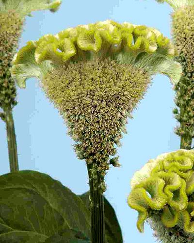 Celosia Bombay Spring green - CELOSIA CRISTATA