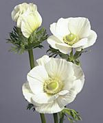 Anemone Galilée Bianco puro - ANEMONA CORONARIA