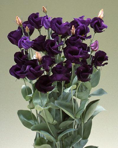 Piante di lisianthus Vulcan violetto scuro 2 - EUSTOMA GRANDIFLORUM