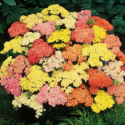 Achillée Summer Pastels- ACHILLEA
