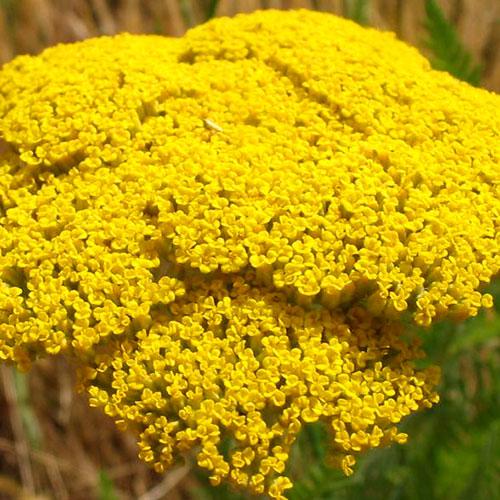 Achillée Fillipendulina - ACHILLEA