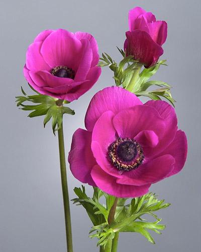 Anemone Jerusalem rose cyclamen - ANEMONA CORONARIA