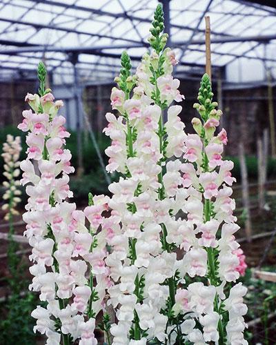 Muflier bicolore Rimbaud - ANTIRRHINUM MAJUS