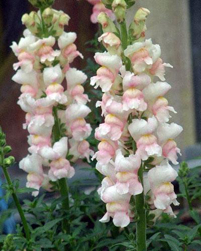 Muflier bicolore Segur - ANTIRRHINUM MAJUS
